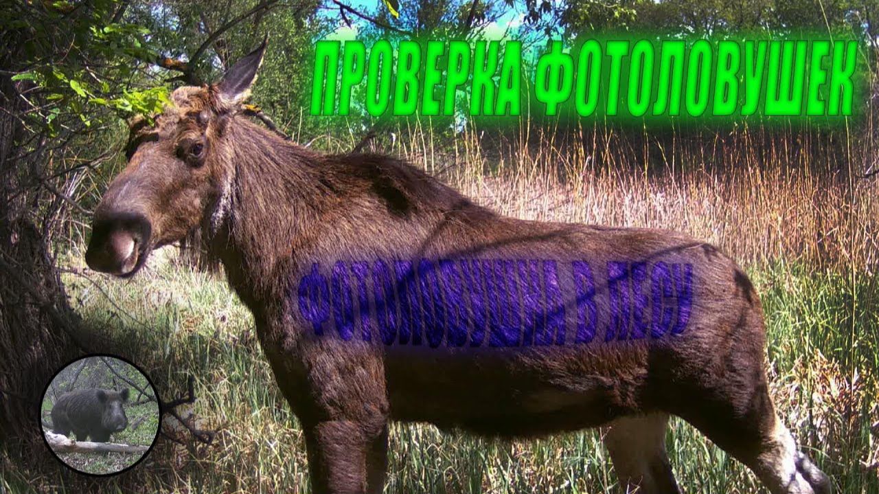 Проверка  фотоловушек. Иду на солонец. Бобры опять меня обманули! Фотоловушка в лесу. смотреть онлайн