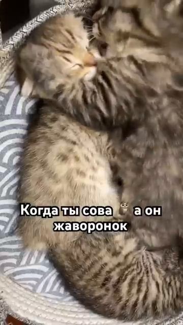 Два котика смотреть онлайн