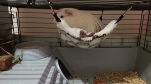 Смотреть Морская свинка на RUTUBE: подборки видео - онлайн бесплатно