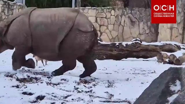 Зоопарк польского Вроцлава показал стычку маленького оленя мунтжака и носорога массой 1,7 тонны. смотреть онлайн