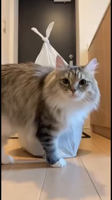 Утром вынесу мусор кот приколы говорящийкот [get.gt]