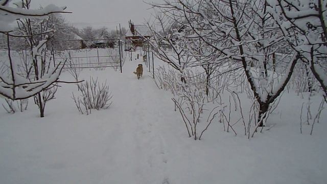 Зимняя прогулка по саду и немного о шпалере.