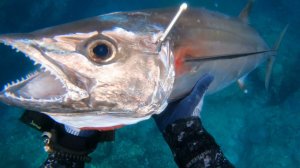 Подводная охота / Я сбил голубого тунца одним ударом.