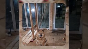 1000045719.mp4 (Собака наблюдает за устройством лестницы на 2 этаж в доме А-фрейм)