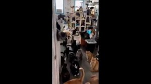 пригов животные озвучкой