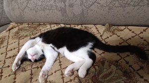 Мальчик зайчик