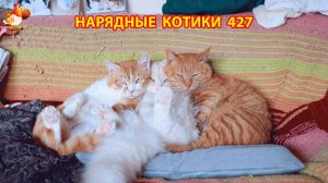 Нарядные Котики расслабляются на солнышке 🌞 🐈🐈🐈 (427)