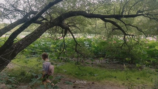 Озеро лотосов смотреть онлайн
