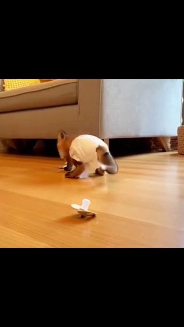 милыеживотные умныепитомцы смешныеживотные друзьячеловека милота животныедня