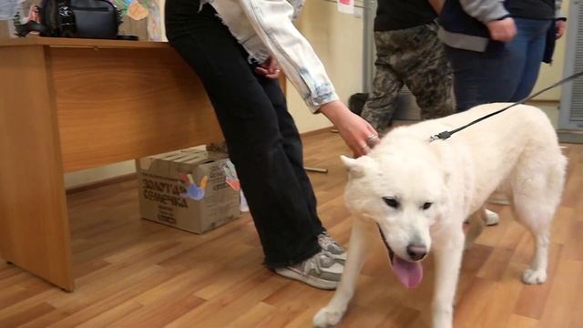 Неделя добра 2024. Хабаровск. Акция Портрет друга. смотреть онлайн