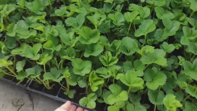 Отправка саженцев смотреть онлайн