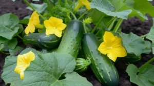 Какие огурцы лучше выращивать в открытом грунте