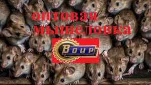 Оптовая мышеловка из подручных средств обзор.