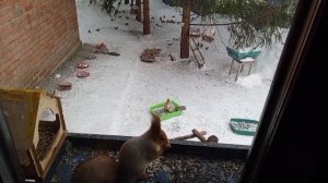 обед у белок