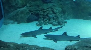 музей мирового океана обитатели моря