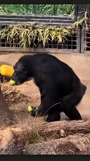 Яблочки вкусные #приколы смотреть онлайн