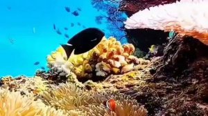 1000010417.mp4🌲🌲🌲 ПОДВОДНЫЙ МИР ПРЕКРАСЕН 🌲🌲🌲