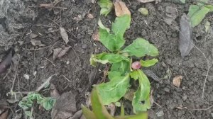 Морозники выбрасывают бутоны, появляются первоцветы.