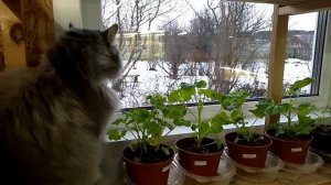 Удобрение пеларгоний. Основные правила