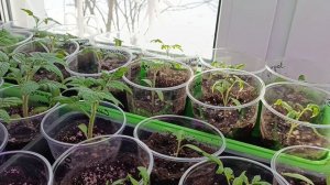 Досвечивание рассады, что нельзя делать ни в коем случае