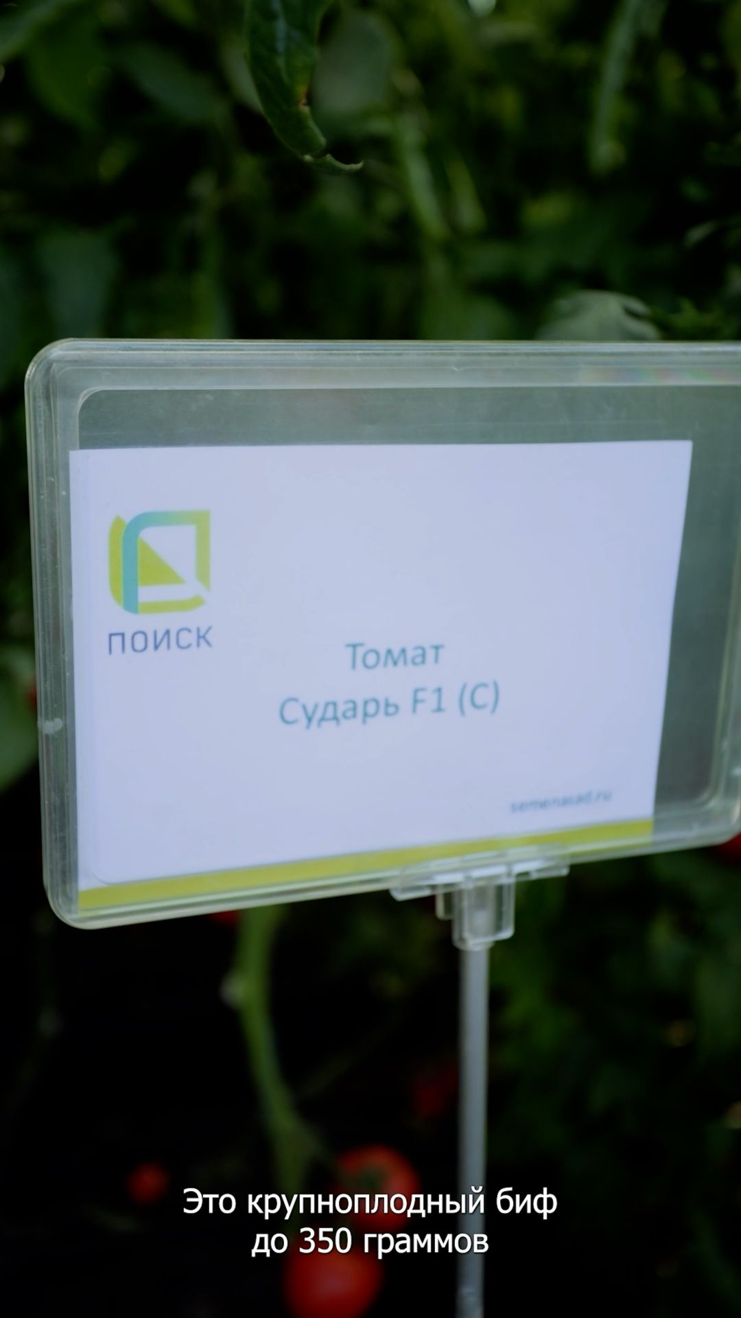 Крупный томат, который легко вырастить в неблагоприятных условиях! смотреть онлайн