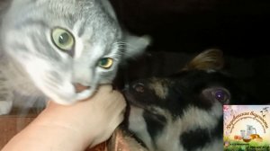 Переселили коз. Москва то ли в тумане, то ли в дыму?!