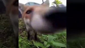 ЛИСА ВАС ПОНЮХАЛА!