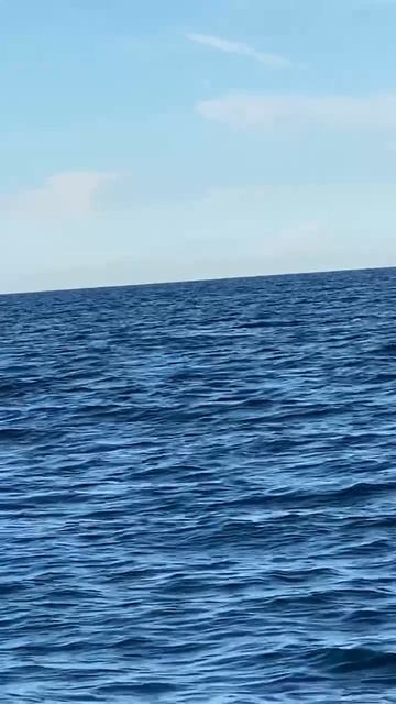 Дельфин весельчак. смотреть онлайн