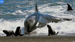 КОСАТКИ – суперхищники убивающие акул, китов и тюленей! Косатки в деле!