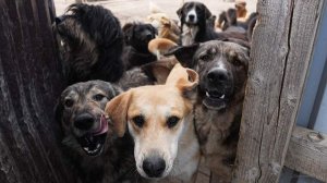 Жители Москвы получат больше баллов городской программы за помощь животным