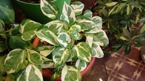 Эпипремнум принц 🤴 Н Джой