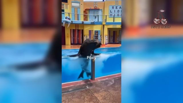 Rammstein - Keine Lust (Animal Cover) [4K]