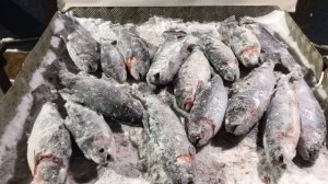 улов форели на 21 кг