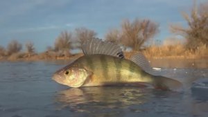 РЫБАЛКА ПО ПЕРВОМУ ЛЬДУ. ПЕРВЫЙ ЛЁД! ЗИМНЯЯ РЫБАЛКА 2025 - 2026. Пришла зима.