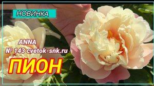 Травянистый гибрид "ANNA"/Сад Ворошиловой