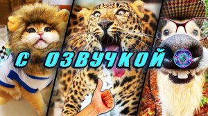 Смешные Коты! - С ОЗВУЧКОЙ! ПРИКОЛЫ С КОТАМИ! Самые смешные животные! Попробуй не засмеяться! 2026