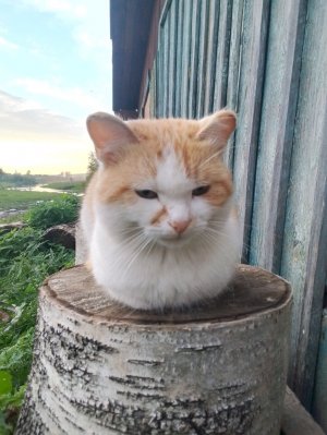 СТРИМЛЮ НА КАНИКУЛАХ