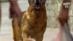 Смешные моменты из "Сватов")