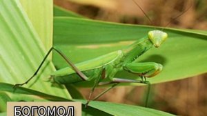 🦓🐇ПЕРСОНАЖИ МУЛЬТФИЛЬМА КУМБА В РЕАЛЬНОЙ ЖИЗНИ 1-ЧАСТЬ.(МОЙ ЛЮБИМЫЙ МУЛЬТФИЛЬМ ДЕТСТВА)🐏🐆