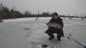 Ловля крупной форели на рабочие приманки. Ловля прудовой форели