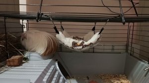 Смотреть Морская свинка на RUTUBE: подборки видео - онлайн бесплатно