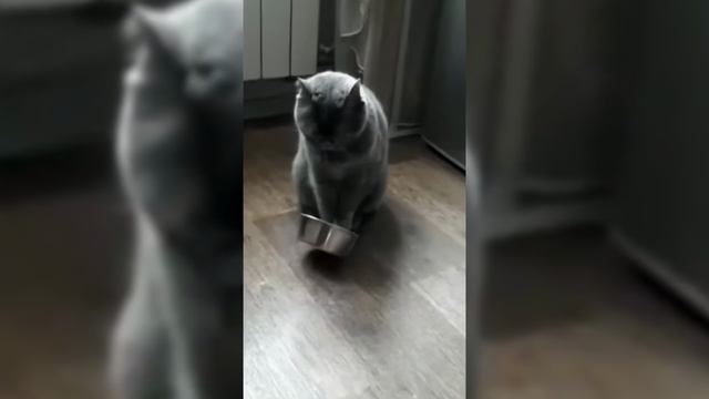 No Doubt - Don_t Speak (Animal Cover) [4K]