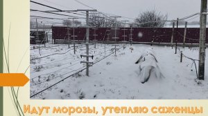 И на юг идут морозы. Утеплил молодые саженцы