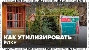 Москвичам напомнили о способах утилизации елки - Москва 24