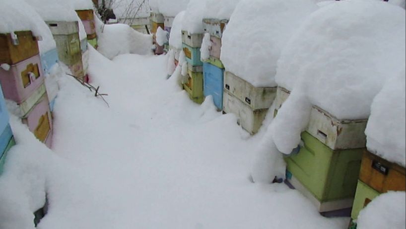 январь, замело снегом улья, про вентиляцию для зимовки, ответы на вопросы ,  12.01.2026 смотреть онлайн