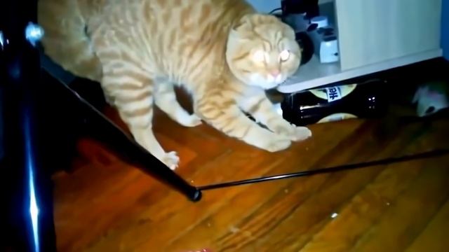 Red Hot Chili Peppers - Californication (Animal Cover)🐸😸🐓 [4K]