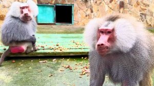 Сладкая бусинка нас ждет! Лида, кусай, толкай и все получится! Гамадрилы нас пугают за все хорошее!