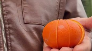 В Сухуме показали новый цитрусовый гибрид — минеолу