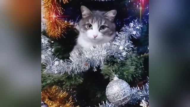 Пушистики😻😻Милота😍 смотреть онлайн
