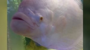 Океанариум рыбы